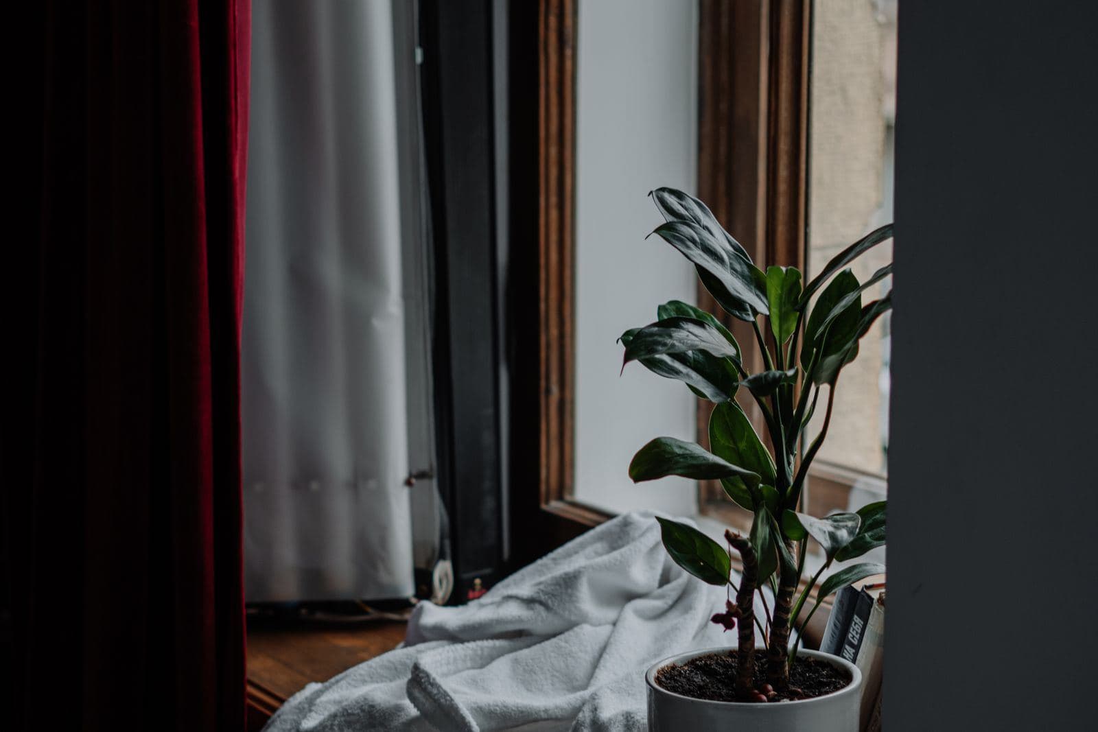 Zimmerpflanze auf einer Fensterbank vor einem Fenster
